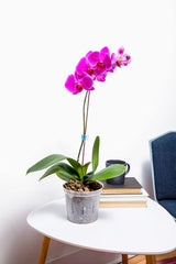 3 inch slotted orchid pot from rePotme