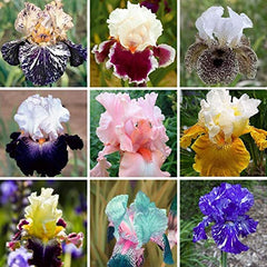 35pcs Rare Heirloom Iris Seeds pack front view