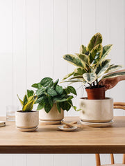 4.3 inch LE TAUCI ceramic pot for succulents