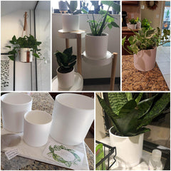 6-inch D'vine Dev plastic pot showcasing drainage mesh net