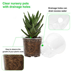 7 inch clear nursery pot from JERIA with a succulent inside
