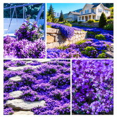 A garden pathway covered with lush creeping thyme