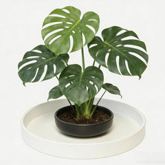 Afrine plant saucer with ceramic pot on a windowsill