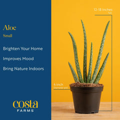 Aloe Vera plant on a kitchen counter with sunlight