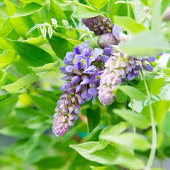 Amethyst Falls Wisteria climbing a trellis in a sunny garden