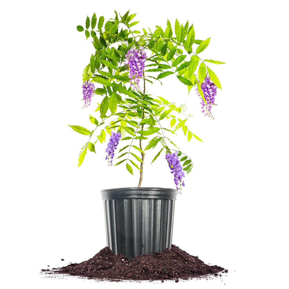 Amethyst Falls Wisteria plant with purple flowers in a garden