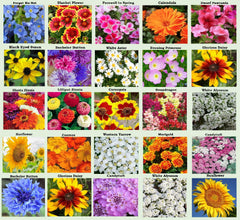 Apexmode 25 Heirloom Flower Seed Packets front view