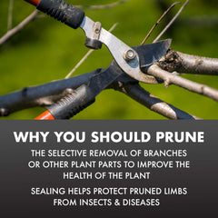 Application of Spectracide Pruning Seal on plants