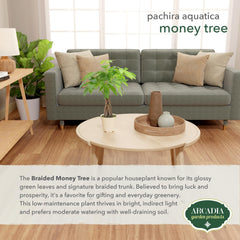Arcadia Garden Products branded pot with Money Tree