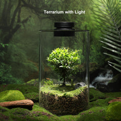 AREPK Glass Terrarium side view showing plant arrangement