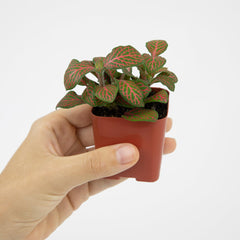 Arrangement of indoor houseplants in 2-inch pots
