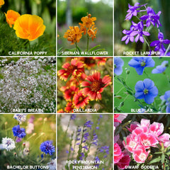 Assorted wildflowers blooming from Rocky Mountain Seed Mix