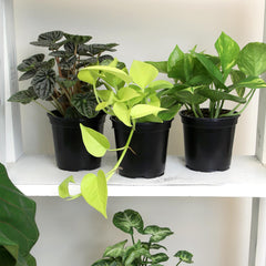 Assortment of four houseplants from Altman Plants on display