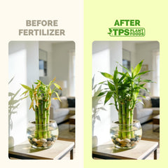 Back label of TPS NUTRIENTS Lucky Bamboo Fertilizer 8 oz