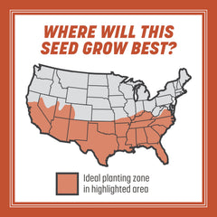 Back of Pennington Bermudagrass seeds packaging with instructions