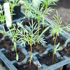 Back of TLSSCO Cosmos Seeds packet showing detailed sowing instructions