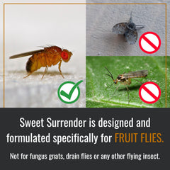 Back view of Dr. Killigan's reusable fruit fly trap