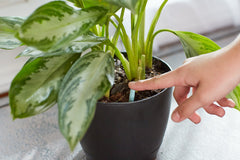 Back view of Miracle-Gro Indoor Plant Food Spikes packaging