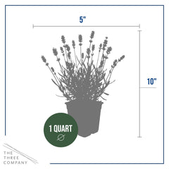 Back view of The Three Company Lavender 2 Pack in pots