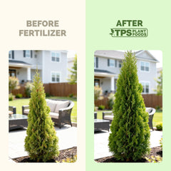 Back view of TPS NUTRIENTS Arborvitae Tree Fertilizer packaging