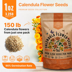 Beautiful blooming Calendula flowers in garden