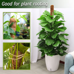 Bendable Soupiar moss pole inserted into a plant pot