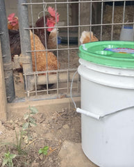 Billy-Bob Fly-Lid showing bait inside the bucket