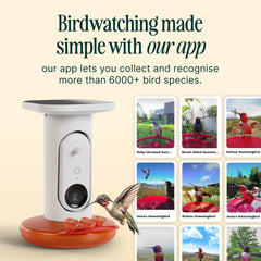 Bird Buddy Solar Hummingbird Feeder mounted in a garden
