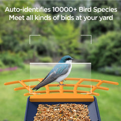 Birdkiss Smart Bird Feeder with birds feeding during the day