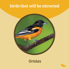 Birds Choice Oriolefest feeder hanging in garden