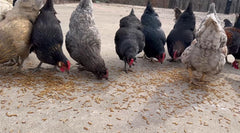 Birds feeding on kimoe Dried Mealworms