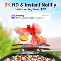 birdsnap PAV Bird Feeder with 2K HD camera