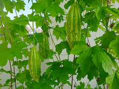 Bitter gourd in a bowl, freshly harvested from a home garden