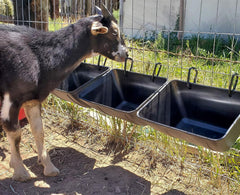 black chicken feeder trough mounted on wire mesh