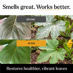 BLESS YOUR SOIL Organic Neem Oil Spray application on plants