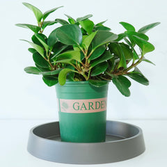 Bleuhome 12 inch gray plant saucer tray with ceramic pot
