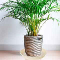 Bleuhome 14 inch plant saucer in use under a pot