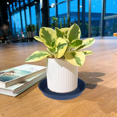 Bleuhome 8 inch plant saucer blue with plant