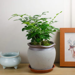 Bleuhome plant saucer being used as a bird bath