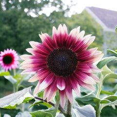Blooming pink sunflowers in a sunny garden setting