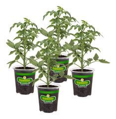 Bonnie Plants Big Beef Tomato 4-pack red plants in packaging