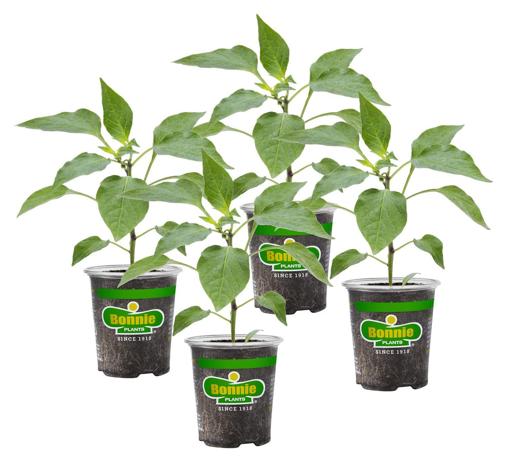 Bonnie Plants Orange Snacking Pepper 4-pack, front view