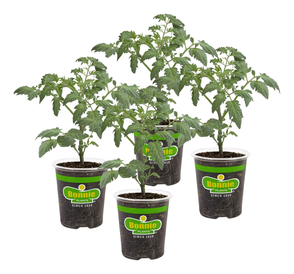 Bonnie Plants Roma Classic Paste Tomato live plants pack