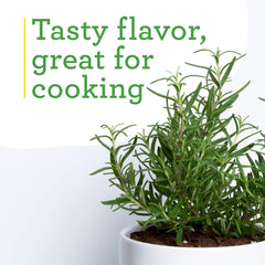 Bonnie Plants rosemary container gardening arrangement