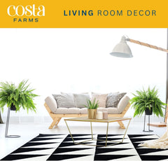 Boston Fern placed on a shelf