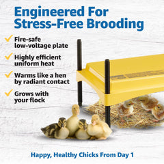 Brinsea Ecoglow Safety 1200 heating plate with chicks