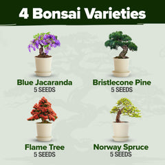 Bristlecone Pine bonsai seeds included in the kit