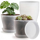 BTPLASTIK 8 inch clear nursery pot with soil and plant
