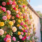 BuggyBeds Mixed Climbing Rose Seeds package front view