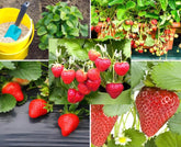 BULBORIUM 250PCS Alpine Strawberry Seeds package front view